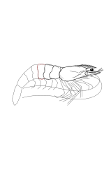 How to draw a shrimp - Step 16