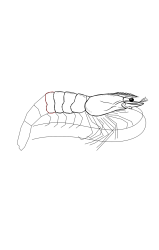 How to draw a shrimp - Step 17