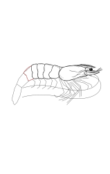 How to draw a shrimp - Step 18