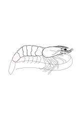 How to draw a shrimp - Step 19