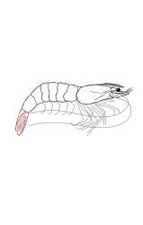 How to draw a shrimp - Step 20