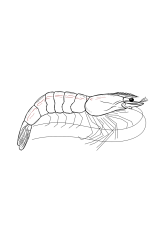 How to draw a shrimp - Step 21