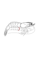 How to draw a shrimp - Step 22