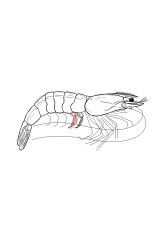 How to draw a shrimp - Step 23