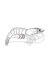 How to draw a shrimp - Step 24