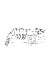 How to draw a shrimp - Step 25