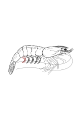 How to draw a shrimp - Step 26