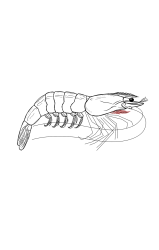 How to draw a shrimp - Step 27