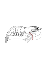 How to draw a shrimp - Step 28