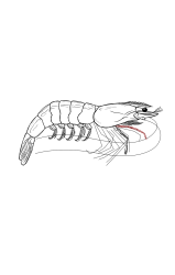 How to draw a shrimp - Step 29