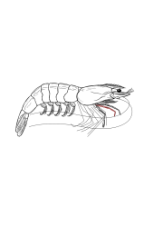 How to draw a shrimp - Step 30