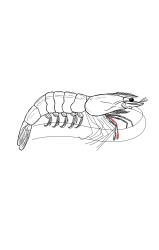 How to draw a shrimp - Step 31