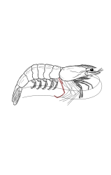 How to draw a shrimp - Step 32