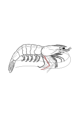 How to draw a shrimp - Step 33