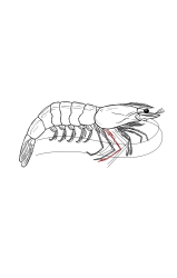 How to draw a shrimp - Step 34