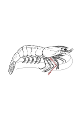 How to draw a shrimp - Step 35