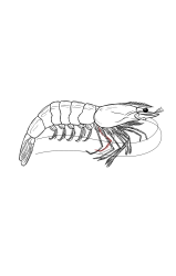 How to draw a shrimp - Step 37