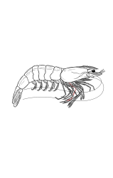 How to draw a shrimp - Step 39