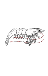 How to draw a shrimp - Step 40