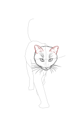 How to draw a warrior cat - Step 14