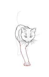 How to draw a warrior cat - Step 16