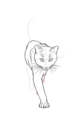 How to draw a warrior cat - Step 17